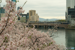 大川沿いの桜2024