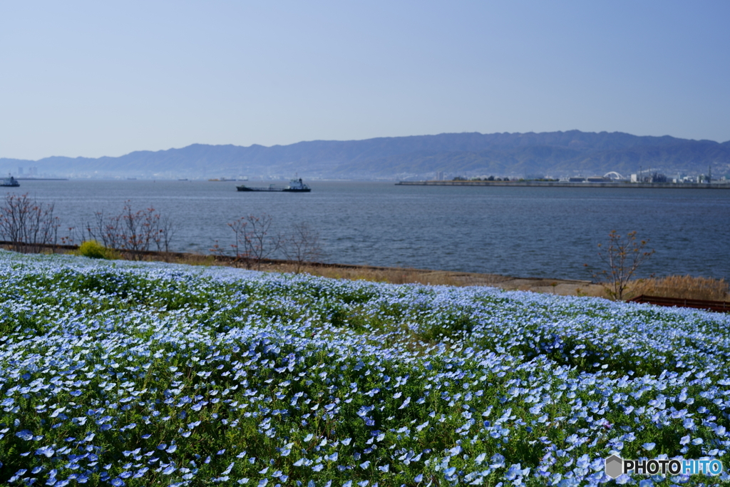 青い海、青い空、青いネモフィラ