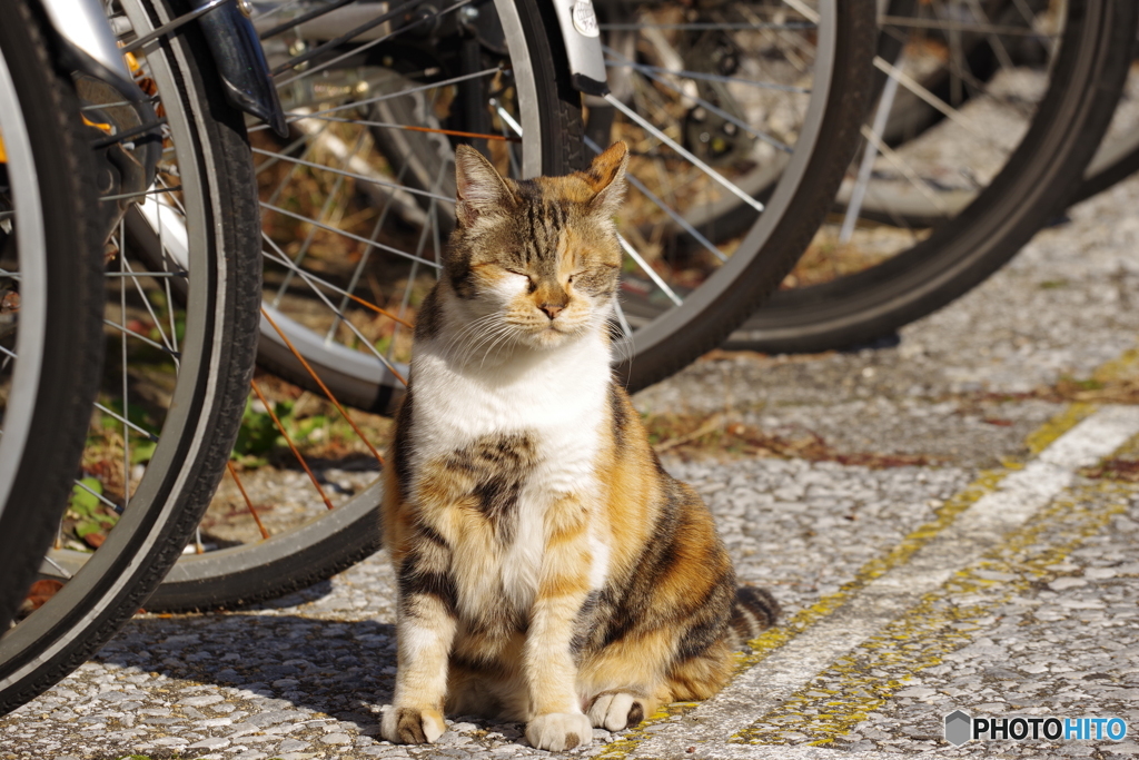 ねこさん