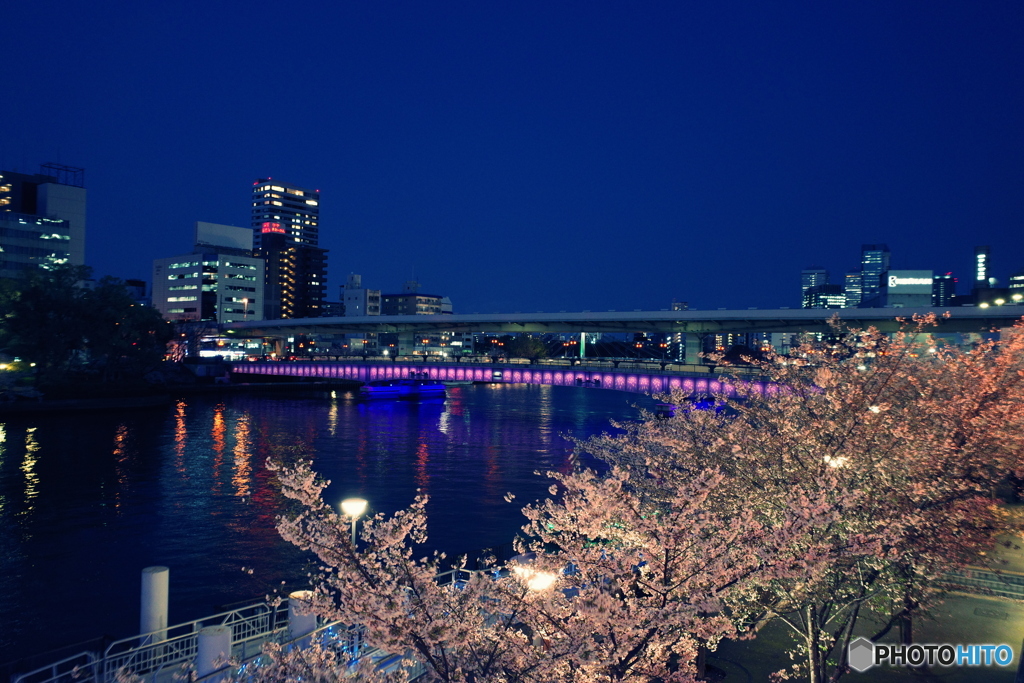 天満橋の桜