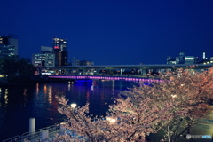 天満橋の桜