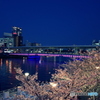 天満橋の桜