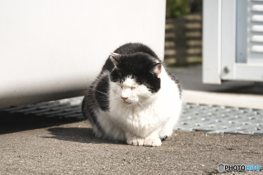ひなたぼっこ