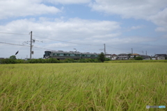 万葉まほろば線の227系