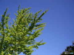 ペンタグリーン？ペンタブルー？