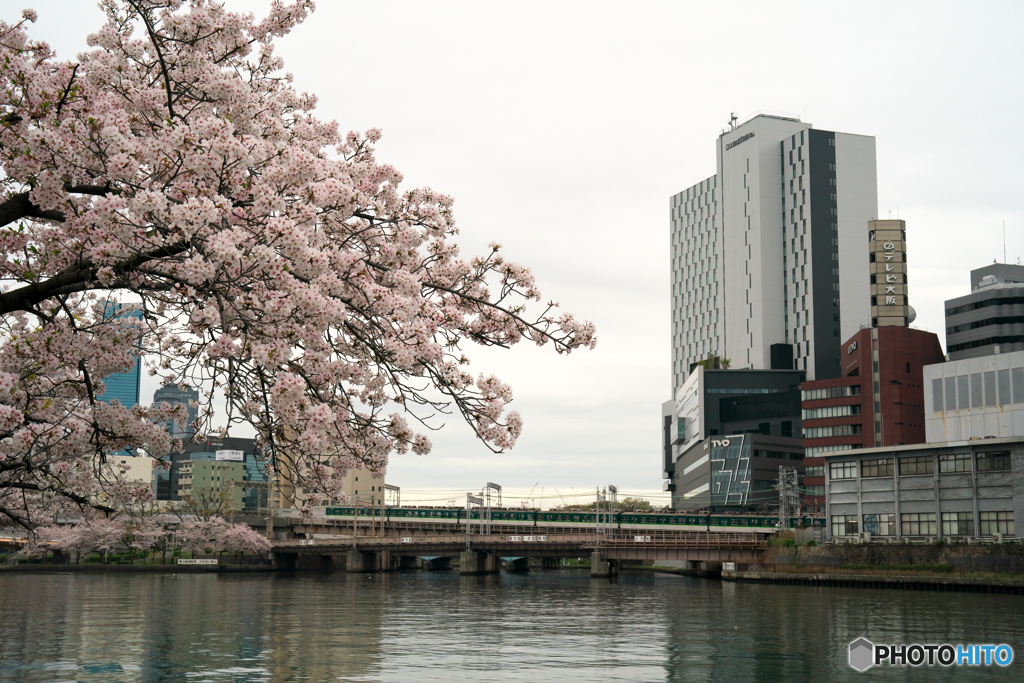 大川沿いの桜2024③