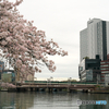 大川沿いの桜2024③