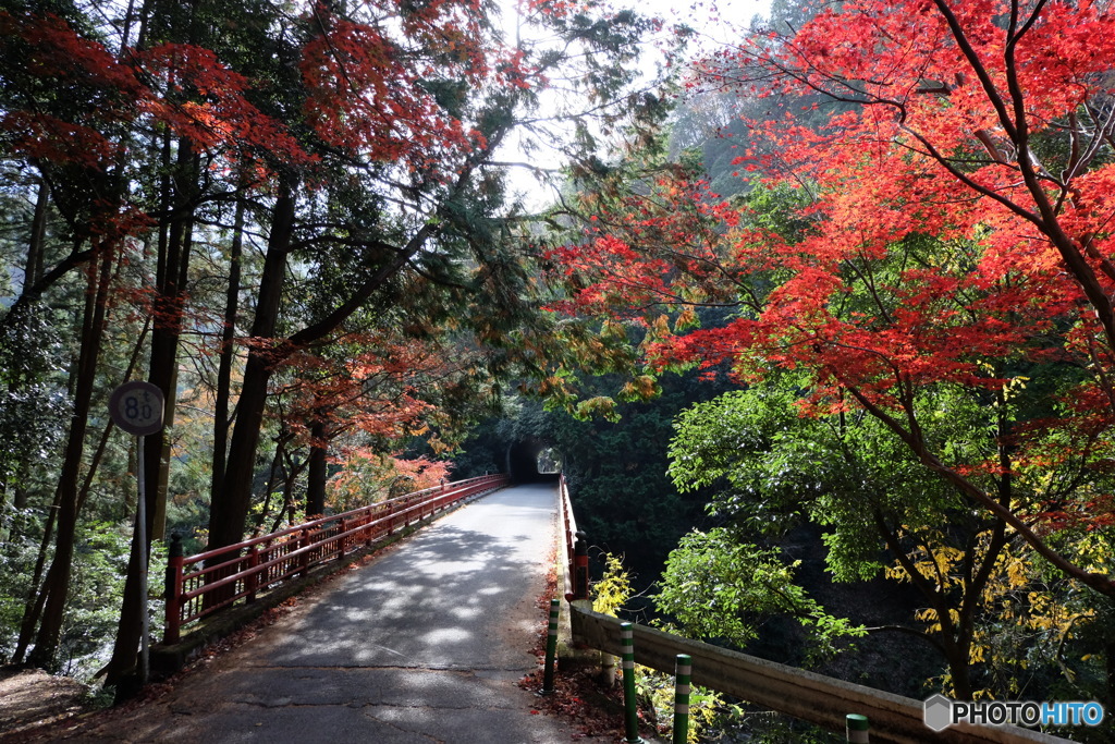 落合橋の紅葉