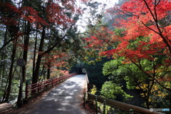 落合橋の紅葉