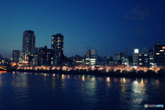 大川沿いの桜