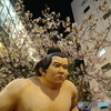 孤独な関取