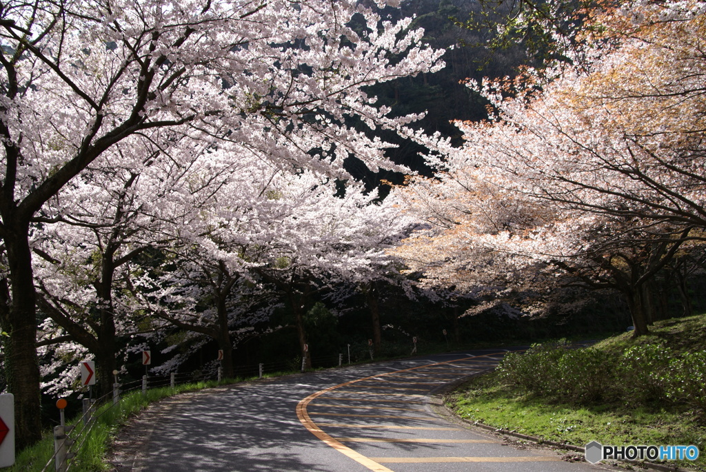 奥琵琶湖パークウェイの桜