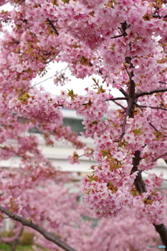 河津桜