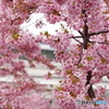 河津桜