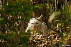 ねこさん