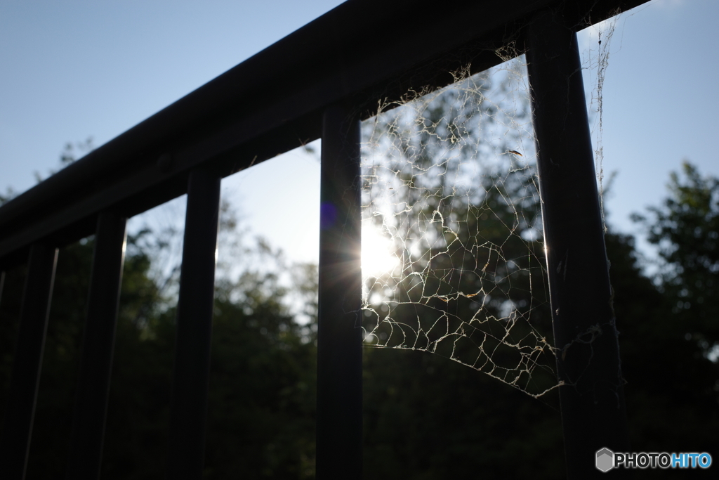 蜘蛛の巣