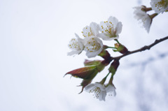 初めて桜をカメラで撮りました。