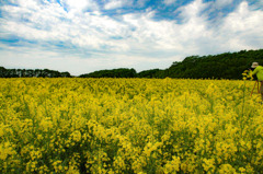 菜の花畑