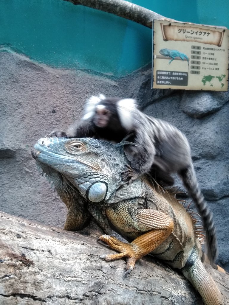 イグアナの背中に！