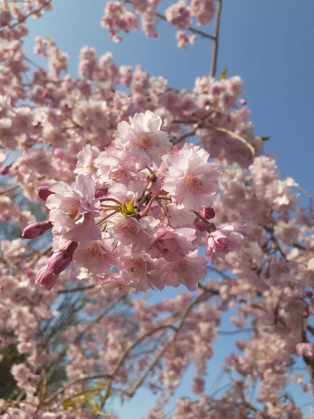 2021年の桜