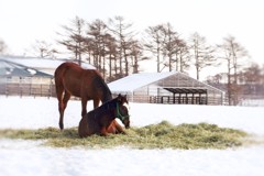 お馬の親子は仲良しこよし♪