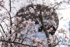 東明公園 桜1