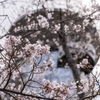 東明公園 桜1
