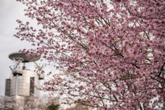 東明公園 桜3