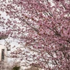 東明公園 桜3