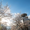 東明公園 桜2
