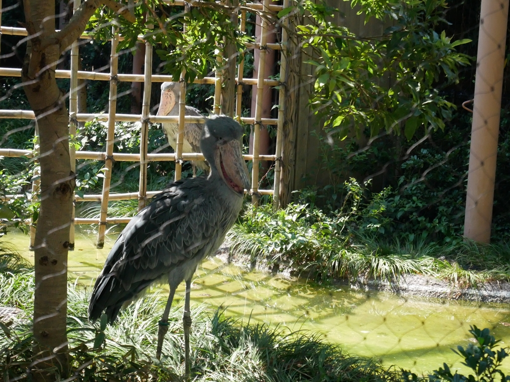 上野動物園