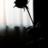 Shadow