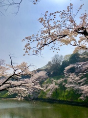 春のたまねぎ