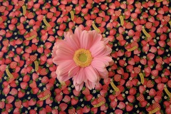 Gerbera in strawberry