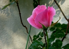 思い出のバラ/庭の花