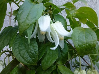 庭の花　冬のクレマチス