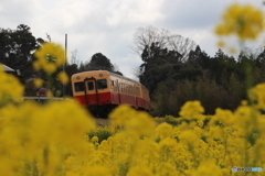 菜の花を抜ける小湊鉄道　