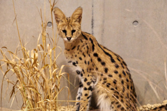 円山動物園