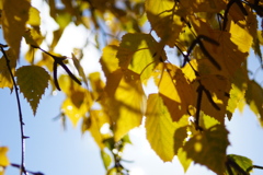 百合が原公園_世界の庭園