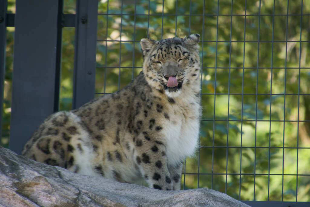 円山動物園_ユキヒョウ②