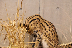 円山動物園