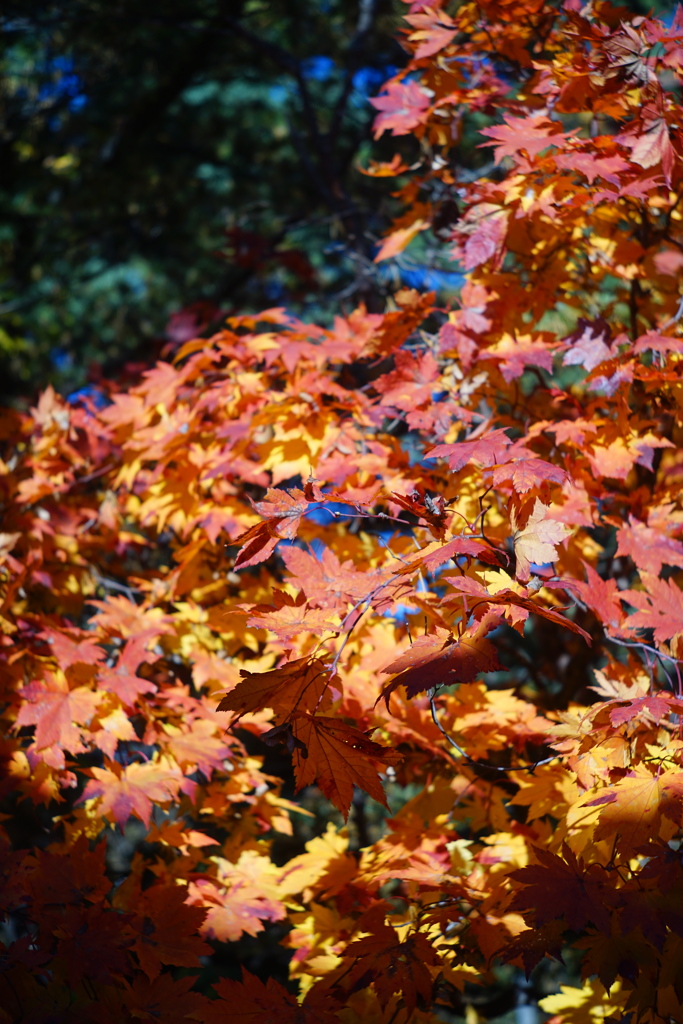 百合が原公園_世界の庭園_瀋芳園