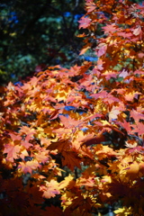 百合が原公園_世界の庭園_瀋芳園