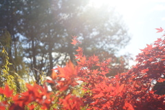 百合が原公園_世界の庭園_瀋芳園