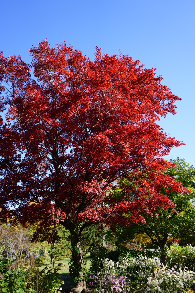 百合が原公園_世界の庭園