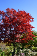 百合が原公園_世界の庭園