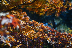 百合が原公園_世界の庭園_瀋芳園