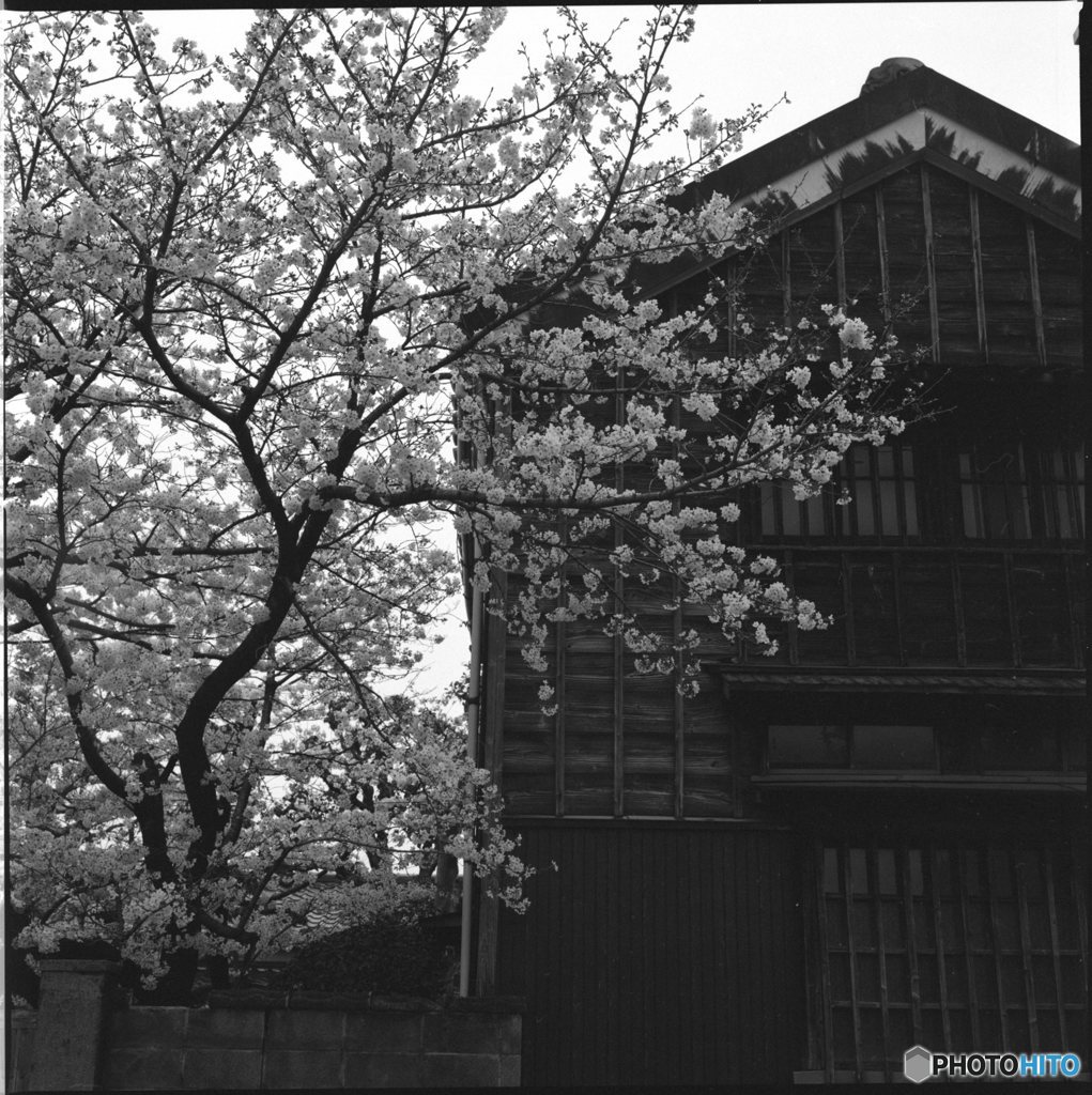 桜古民家