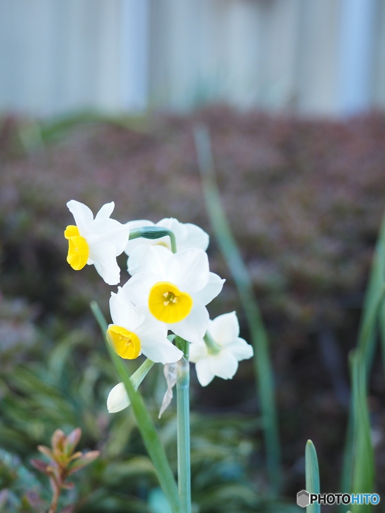 一輪の花