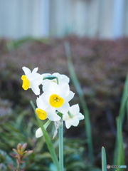 一輪の花